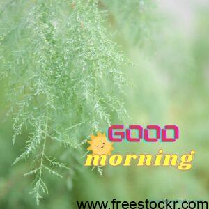 good morning beautiful some flowers green colour background