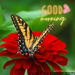 good morning beautiful butterfly on red flower hd images