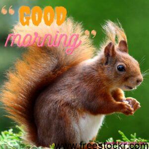 good morning beautiful cut squirrel eating images