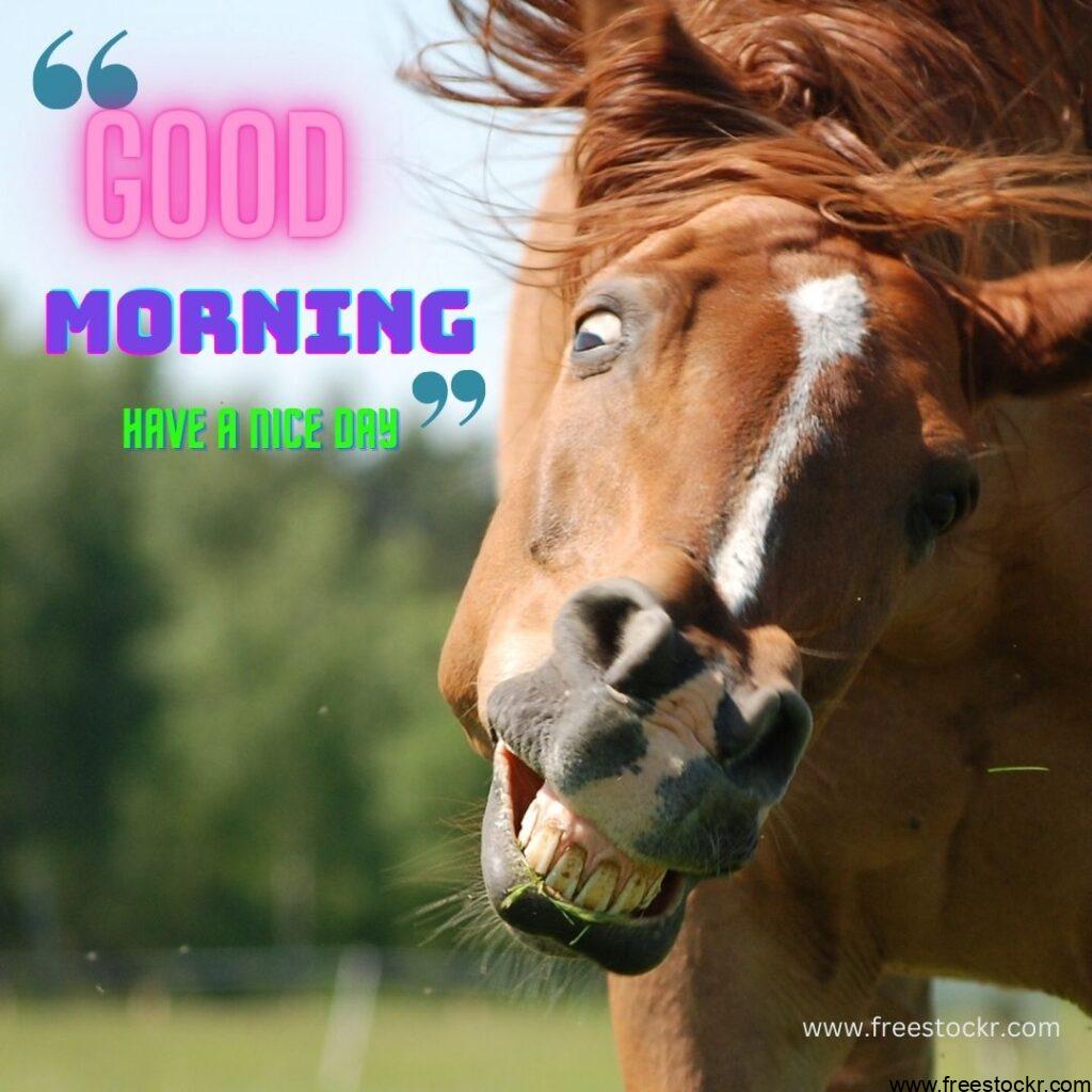 good morning beautiful funny horse with smile