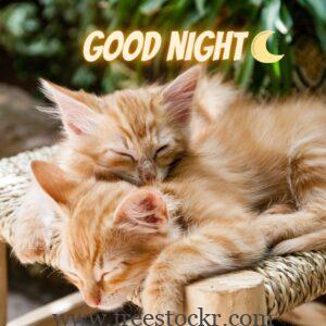 good night meme with two cut adorable cat,dreams,pretty,, bonito, adorable, animal, beauty, face, sleepy,good night,hd wallpaper