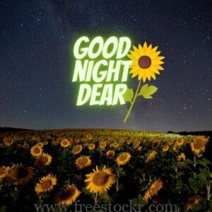 good night meme with sunflower, good night dear images,hd wallpaper