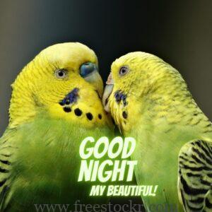 good night meme with two love birds kissing images,hd wallpaper