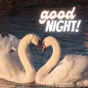 good night meme with Two swans kiss in sea background images,images,hd wallpaper