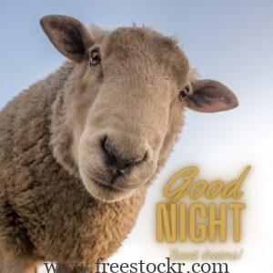 good night meme with sheep images,looking sheep,funny sheep images,hd wallpaper