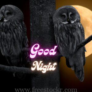 good night meme with beautiful sky,big moon, free, two owl in free,images, hd wallpaper